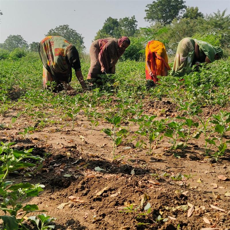 Farmers harvesting herbs by hand in the organic field at Nisarg Organic Farm