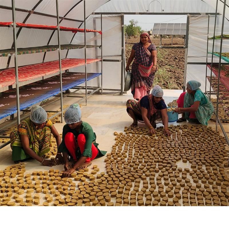 Women sorting and drying harvested herbs inside the polyhouse at Nisarg Organic Farm