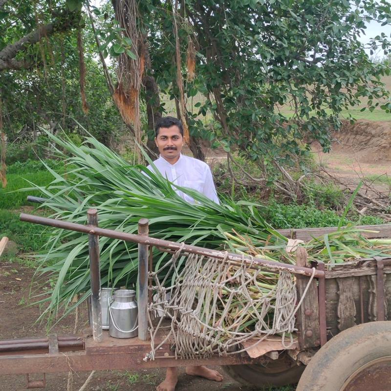 Farmer with a cart of freshly harvested lemongrass at Nisarg Organic Farm