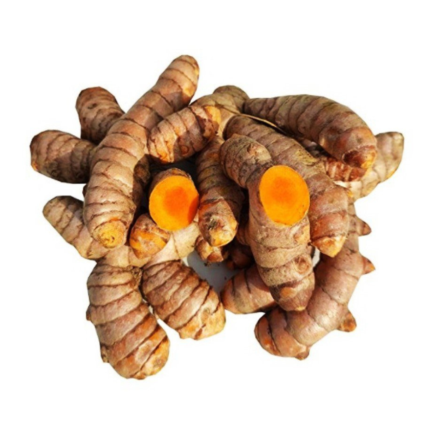 Fresh organic turmeric (haldi) rhizomes