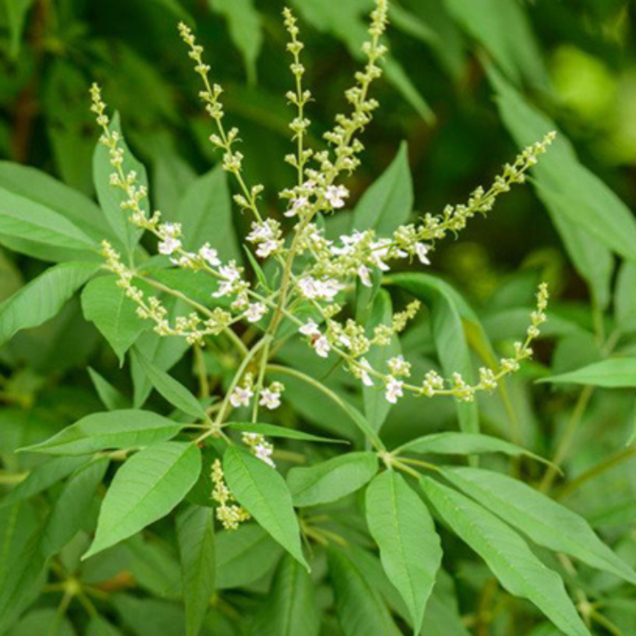Neem tree flowers and leaves at Nisarg Organic Farm