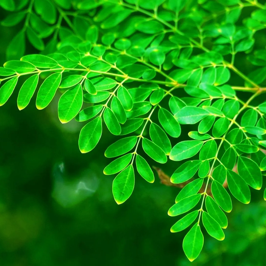 Fresh green moringa leaves