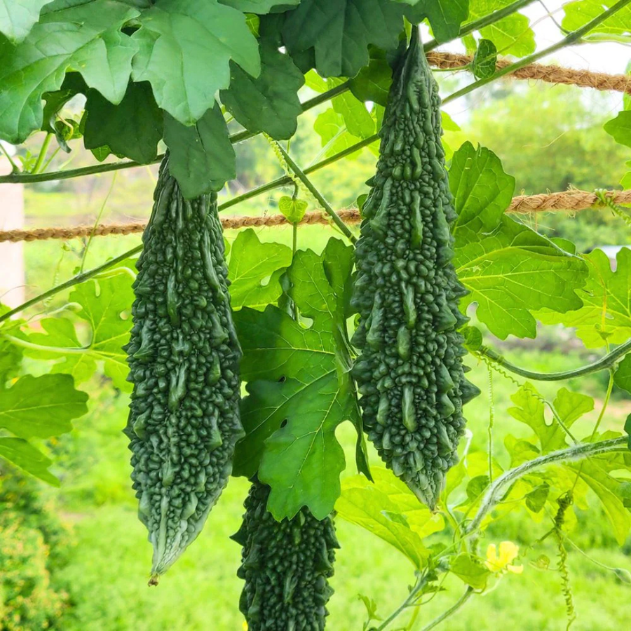 Organic bitter gourd (karela) growing on the vine at Nisarg Organic Farm