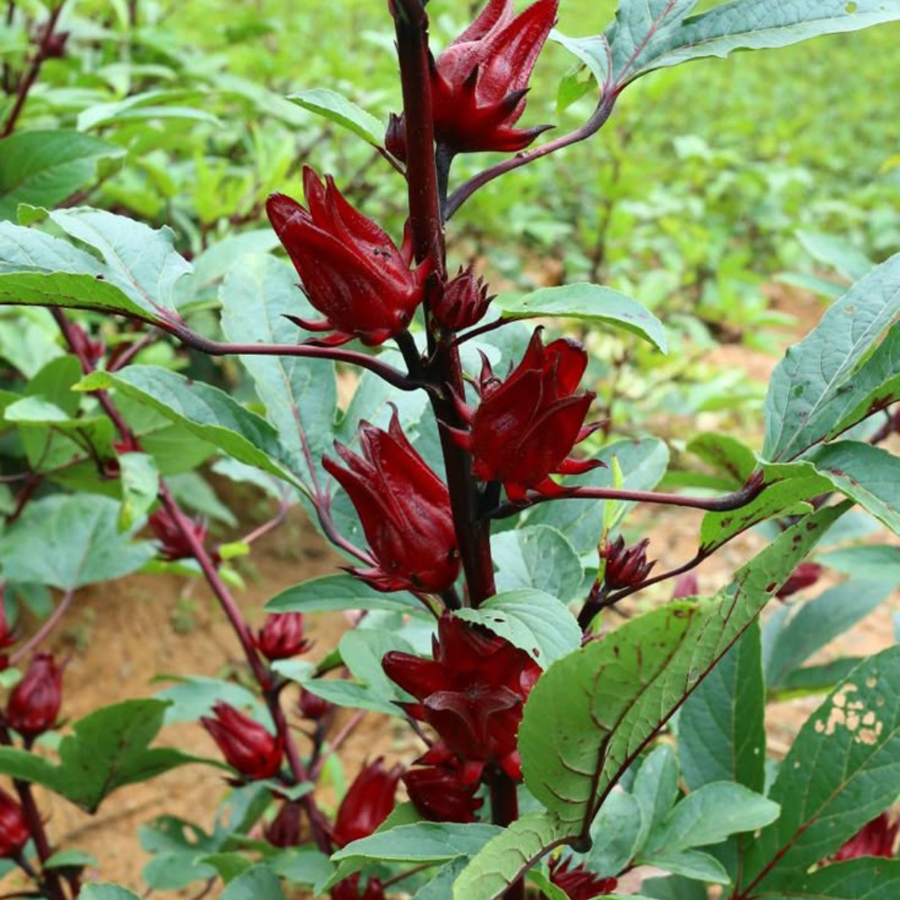 Red roselle (hibiscus) calyces growing on the plant at Nisarg Organic Farm