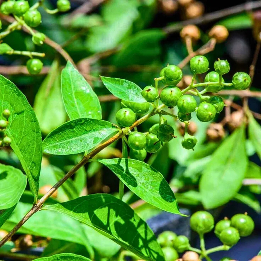 Green berries ripening on a tree at Nisarg Organic Farm