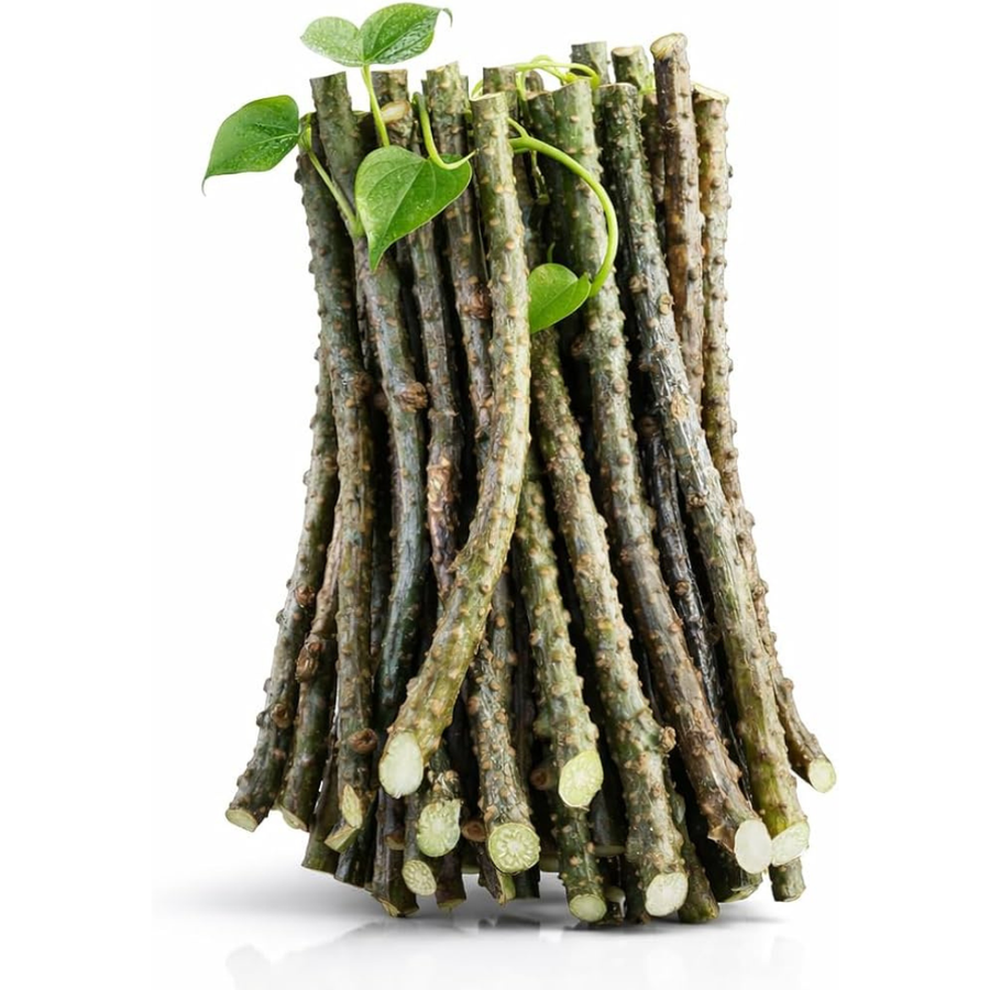 Bundle of fresh giloy (guduchi) stems harvested at Nisarg Organic Farm