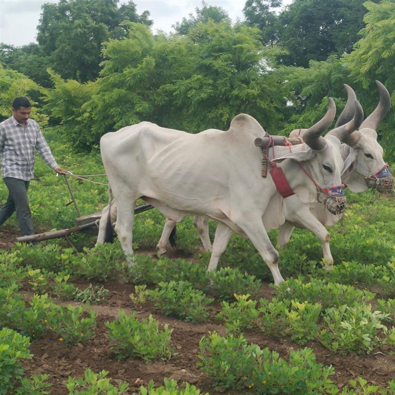 Bullocks ploughing the organic field at Nisarg Organic Farm - traditional chemical-free farming