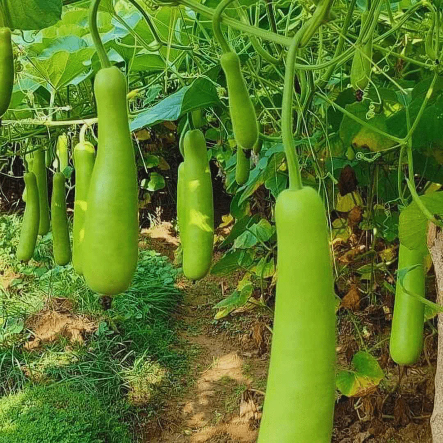 Bottle gourds (lauki) hanging in the organic field at Nisarg Organic Farm