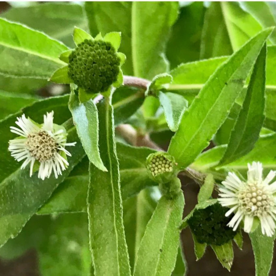 Bhringraj plant with white flowers growing at Nisarg Organic Farm