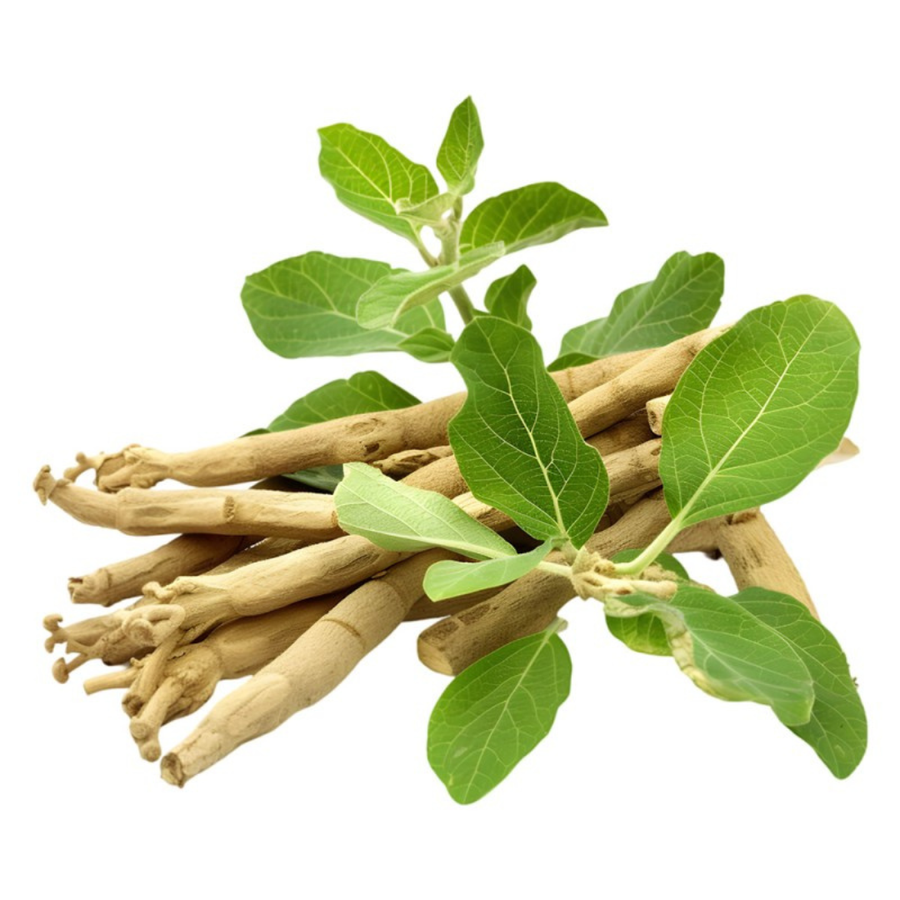 Fresh ashwagandha roots with leaves