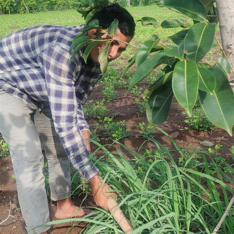 Farmer tending young herbal plants in the organic field at Nisarg Organic Farm