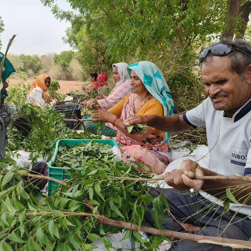 Farmers hand-harvesting fresh medicinal leaves at Nisarg Organic Farm