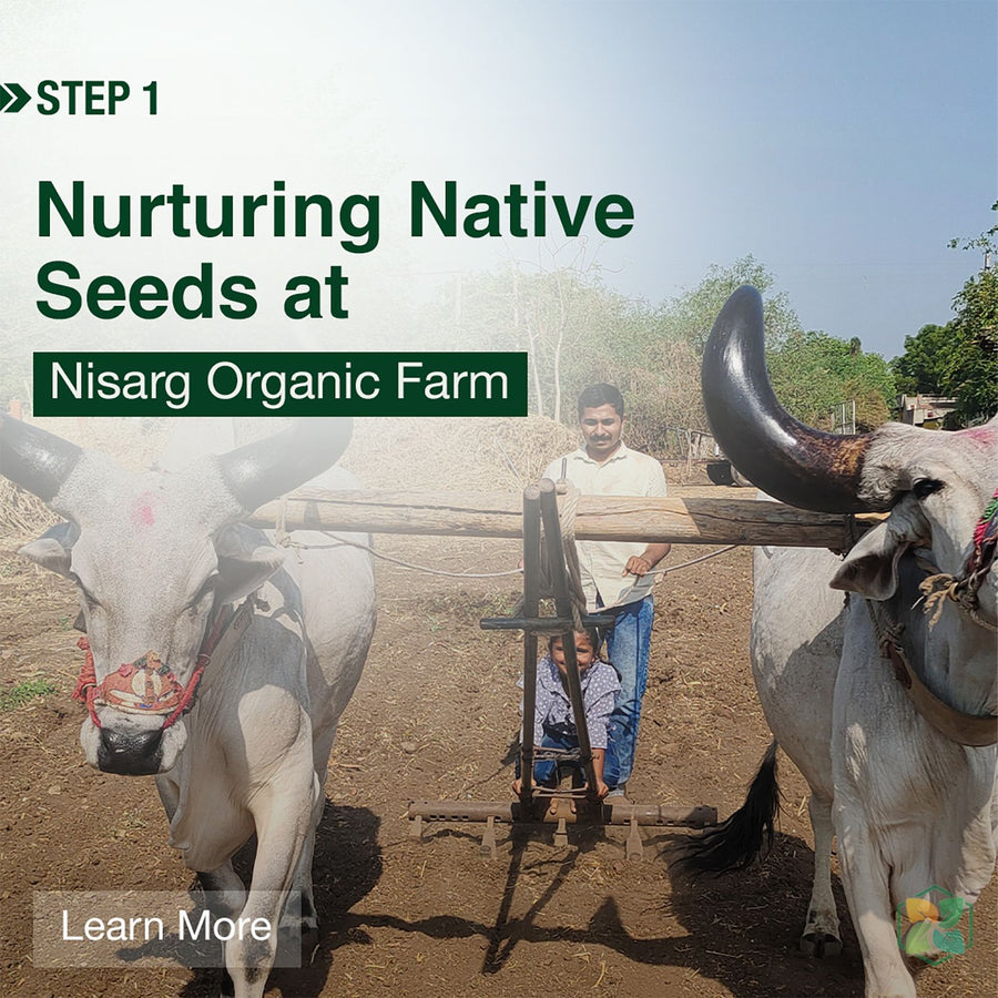 Step 1 – Nurturing native seeds at Nisarg Organic Farm, bullocks ploughing the field