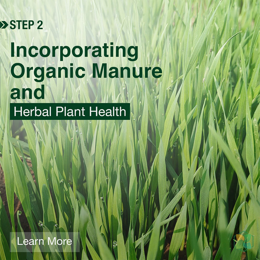 Step 2 – Incorporating organic manure for herbal plant health at Nisarg Organic Farm