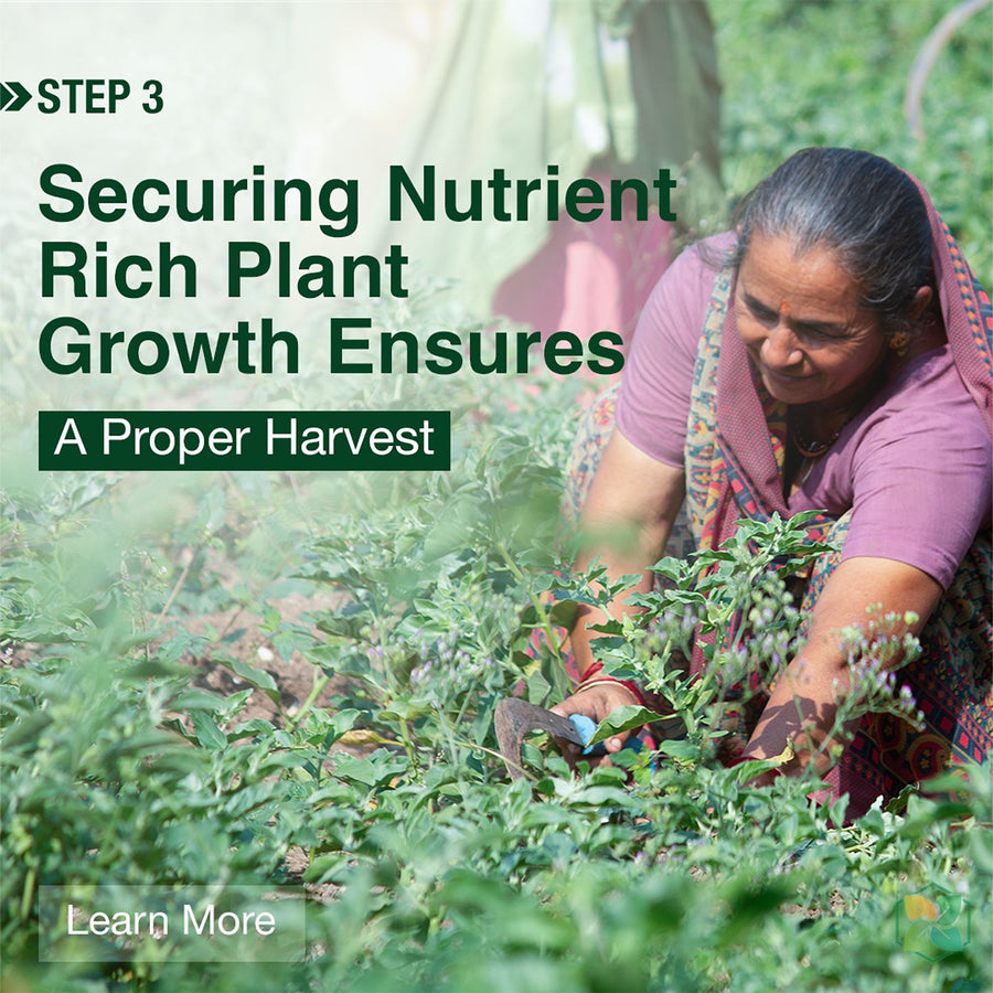 Step 3 – Securing nutrient-rich plant growth for a proper harvest at Nisarg Organic Farm