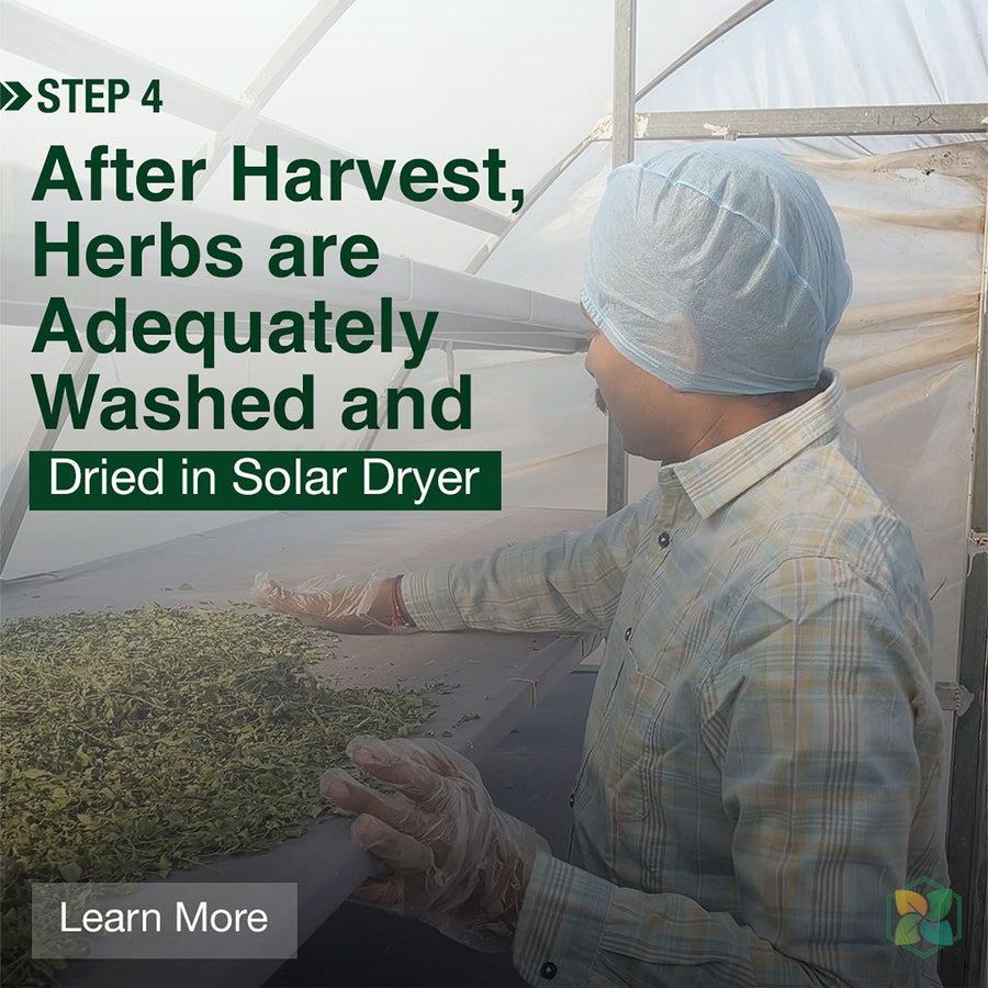 Step 4 – After harvest, herbs are washed and dried in a solar dryer at Nisarg Organic Farm